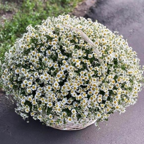 Композиция в корзине из 151 ромашки в Яхроме