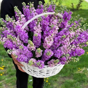 Композиция в корзине из 51 ароматной маттиолы в Яхроме
