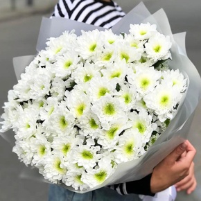 Букет "Лаймовый" из 15 кустовых хризантем в Яхроме