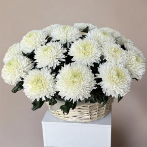 Композиция в корзине из 25 хризантем Магнум в Яхроме
