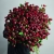 Монобукет из 75 кустовых роз Марун (70 см) в Яхроме Монобукет из 75 кустовых роз Марун (70 см) в Яхроме
