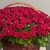 Композиция в корзине из 151 красной розы в Яхроме Композиция в корзине из 151 красной розы в Яхроме