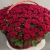 Композиция в корзине из 151 красной розы в Яхроме Композиция в корзине из 151 красной розы в Яхроме