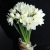 Букет из 25 нарциссов в Яхроме Букет из 25 нарциссов в Яхроме